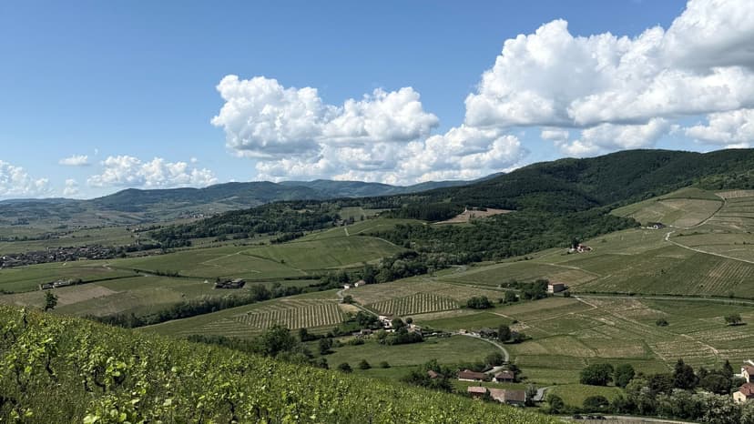 Balade bucolique à Brouilly