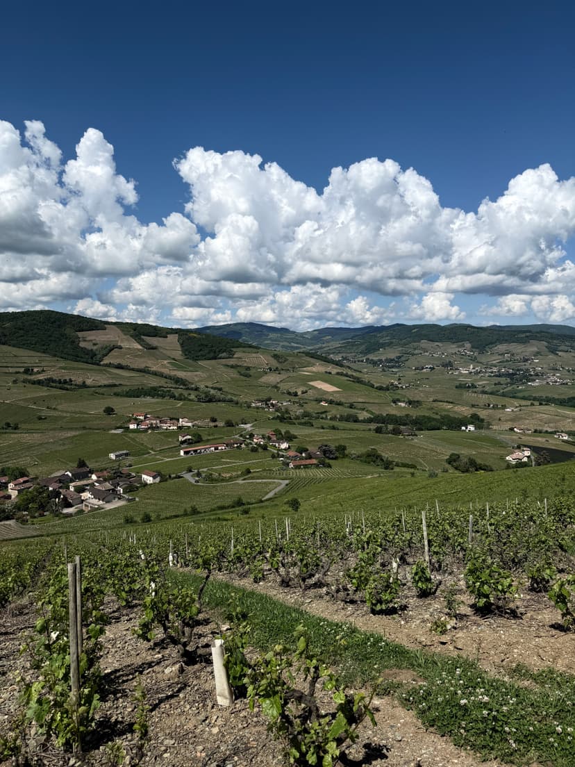 Petite visite bucolique à Brouilly