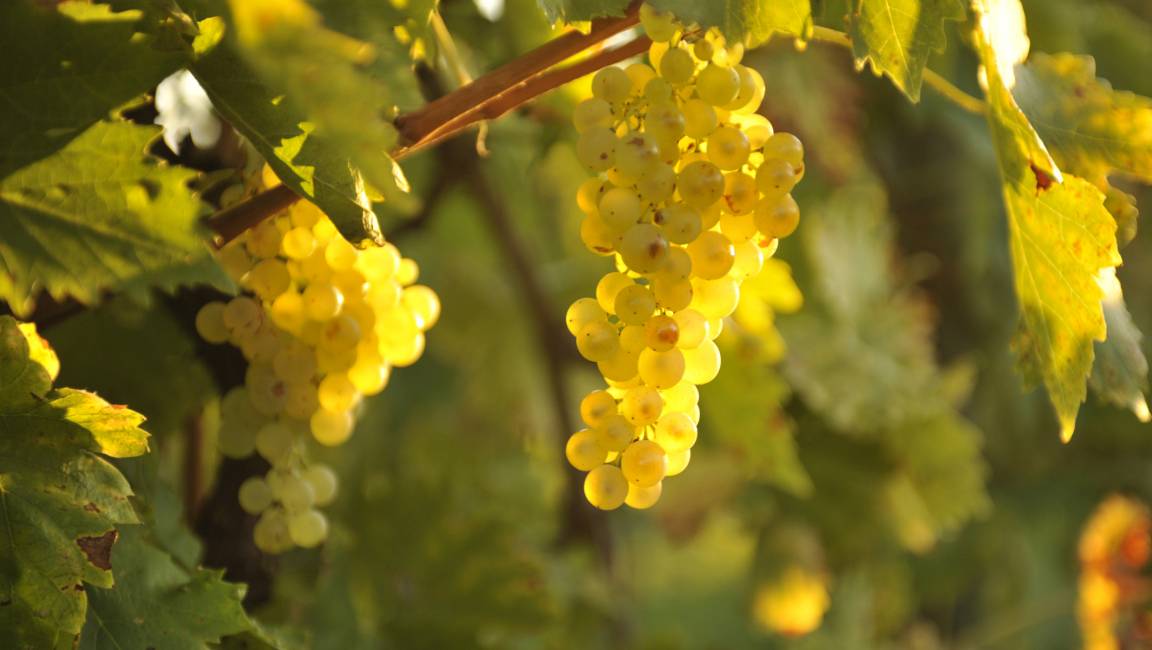Harvest Experience & Food Pairing Menu at Cognac De Luze - 1