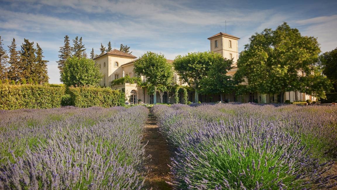 Premier pas dans le vignoble Châteauneuvois ! - 1