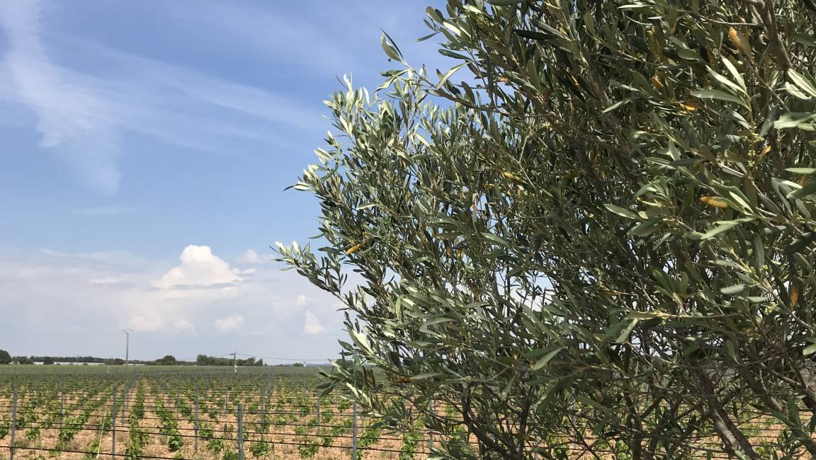 Balade initiatique au coeur des vignes - 1