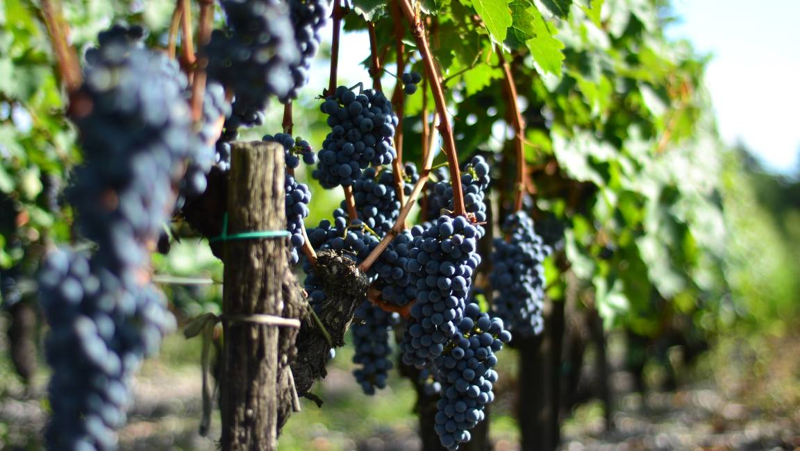 Bike ride through the vineyards - 1