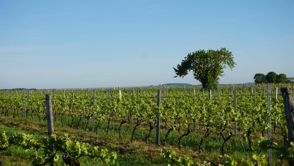 Balade pédestre en Petite Champagne - 1