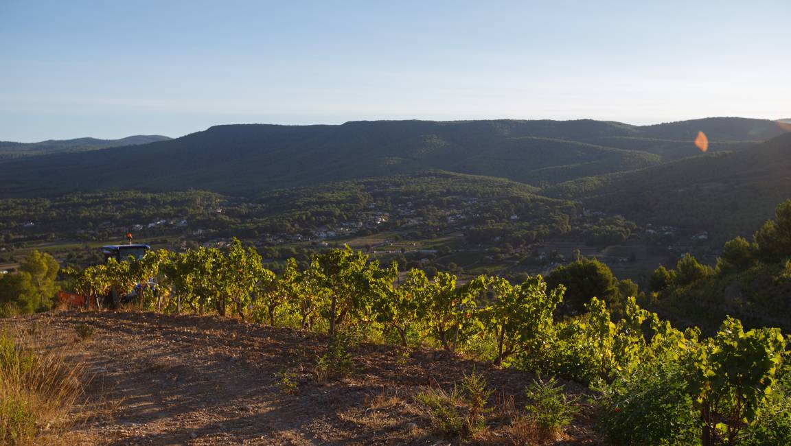 Chemin entre vignes et jardin - 1
