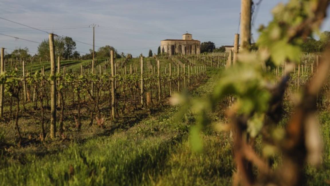 From our vineyards to your palate, by bike - 1