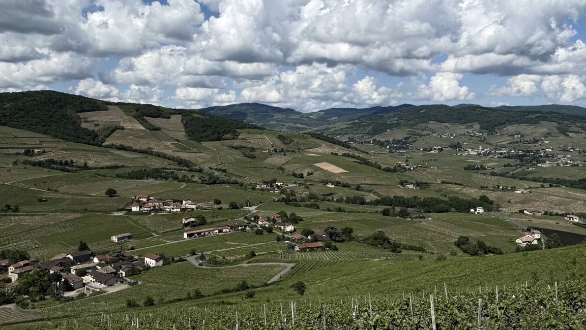 A little bucolic visit to Brouilly - 1
