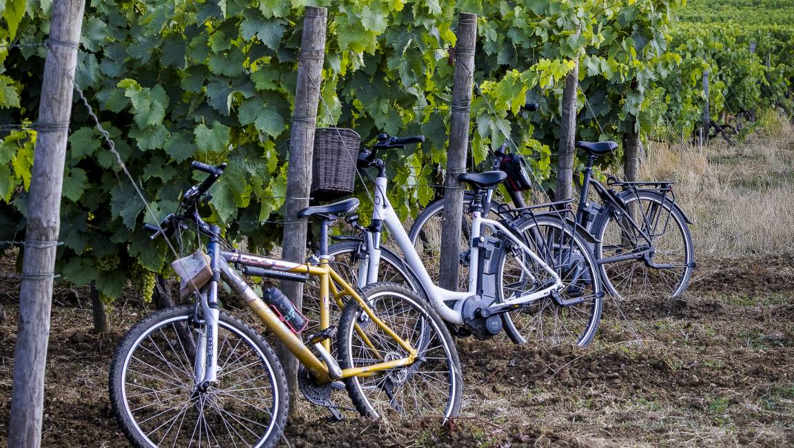 A journey through the vineyards, between time and terroir, by bicycle - 1