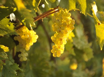 Expérience Vendanges & menu « Food Pairing » au Cognac De Luze