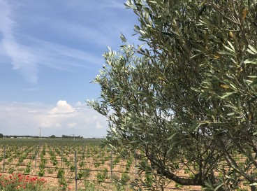 Balade initiatique au coeur des vignes