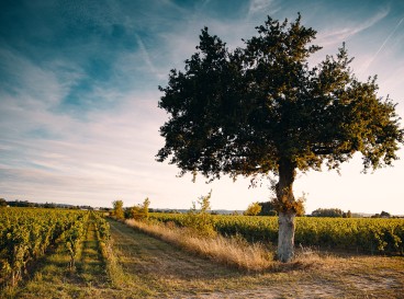 Balade en agroécologie