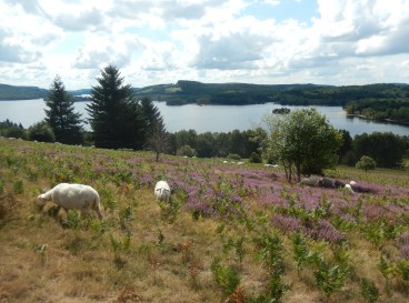 Boucle courte Masgrangeas - Royère