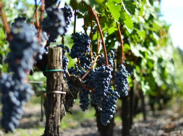 Bike ride through the vineyards