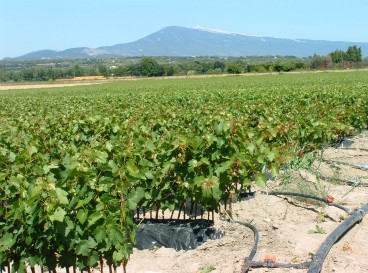 Balade vigneronne au cœur d'un domaine familial