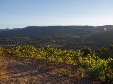 Chemin entre vignes et jardin