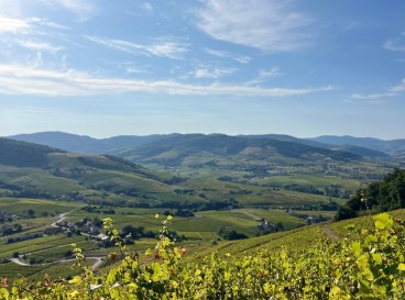 Balade bucolique à Brouilly