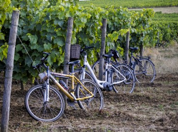 A journey through the vineyards, between time and terroir, by bicycle