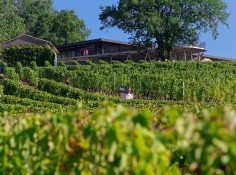 Château Réaut - Côtes de Cadillac