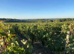 Château Haut-Beynat - Vignobles Cardoso