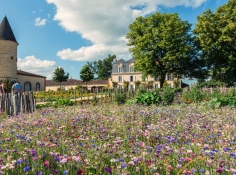 Château Guiraud in Sauternes