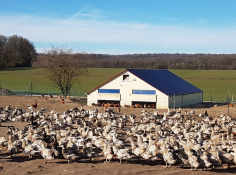 Auberge Saint-Fergeux - Producteurs de foie gras