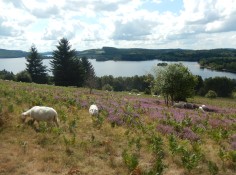 Lake Vassivière