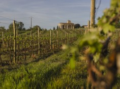 Vignoble Begey